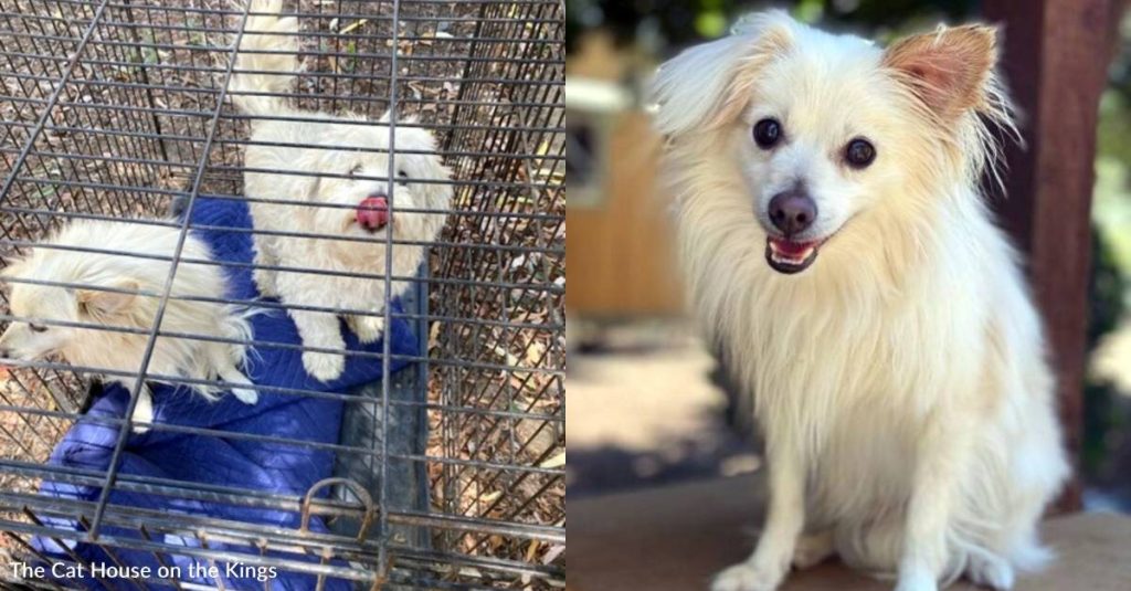Dog Found Neglected and Severely Matted Gets a New Chance at Life, Now He’s Ready for a New Home