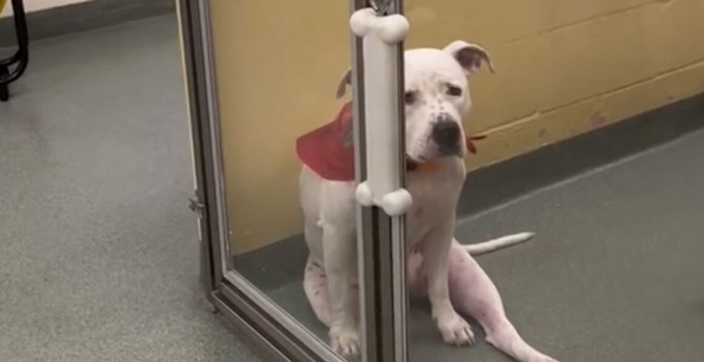 Dog Left Heartbroken After Family Surrenders Her To Shelter Because Of New Baby