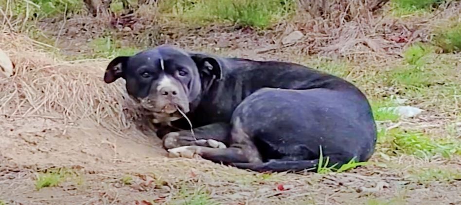 Black Trash Bag In Blueberry Field Is Really A Mangled Dog