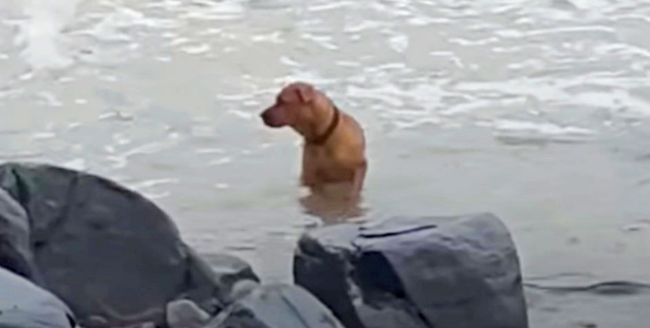 Dumped & Brokenhearted, Dog Scoured The Sea Looking For His Owner