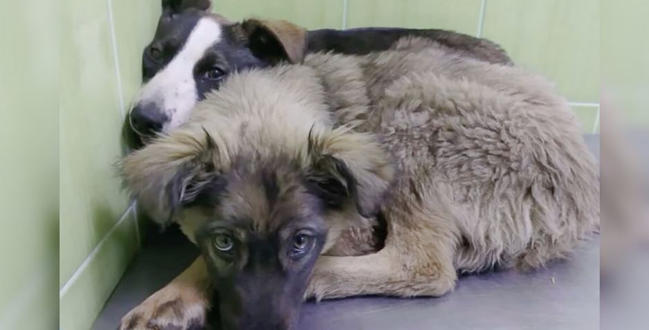 Puppies Huddled Together With Shared Scars Of Trauma They Both Carried