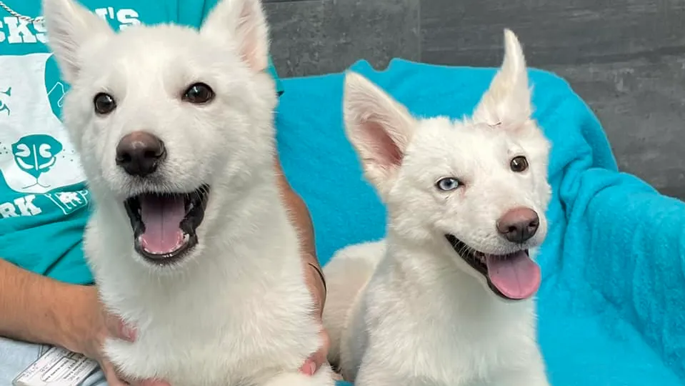 Malnourished Husky Puppies Thrown Over Fence At Michigan Shelter Adopted Together