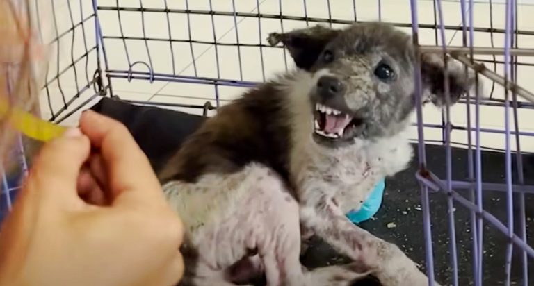 Snappy Puppy ‘Faces Off’ With Woman And Speaks To Her With His Eyes