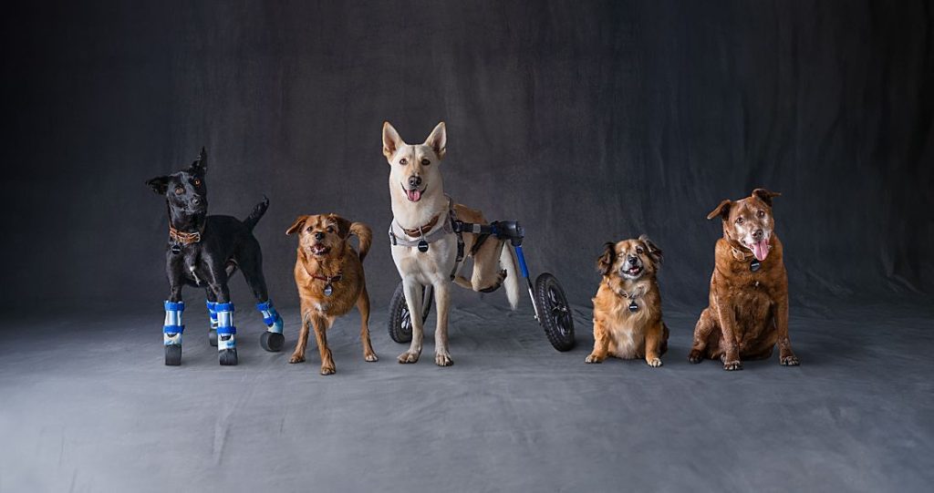 Subaru Helps Special Needs and Senior Dogs Find Homes With National Make a Dog’s Day