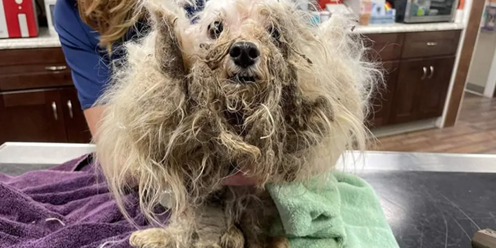 10 Shelter Dog Finalists In Dirty Dogs Contest Beg For Your Vote