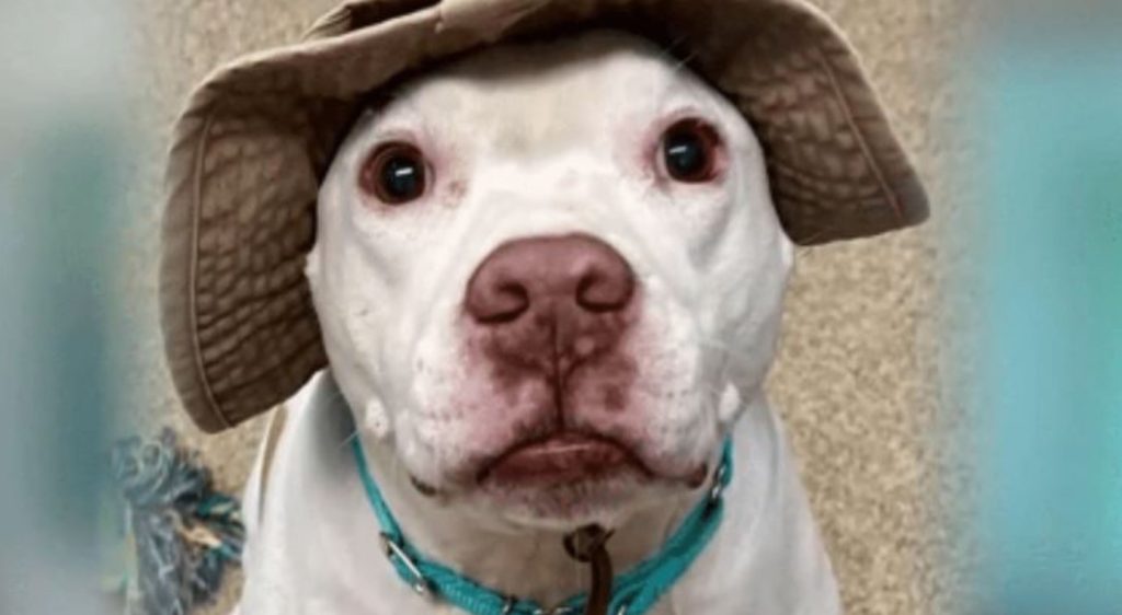 Perfect ‘Stanley’ abandoned in Tennessee and now back in Florida shelter seeking new home
