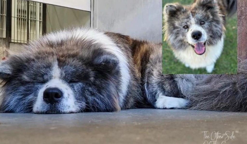 Beautiful Akita ‘sneezing and nasal’ must leave shelter immediately before she is euth’ed