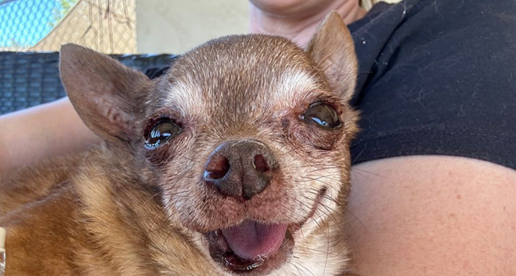 Sick Senior Shelter Dog Finally Experiences Unconditional Love Before Crossing The Rainbow Bridge