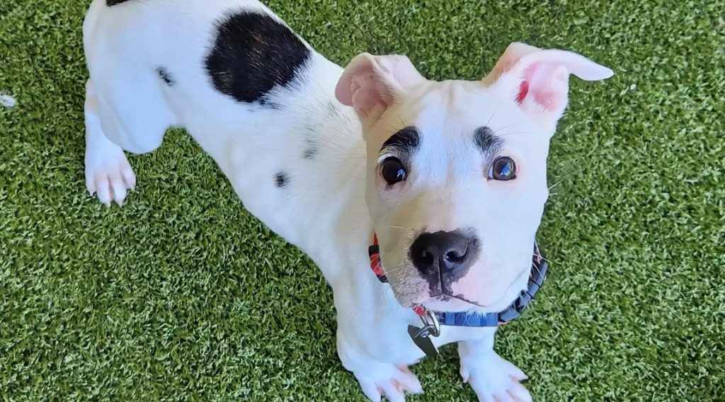 Shelter Dog Looks Exactly Like Beloved Character From Animal Crossing Video Game