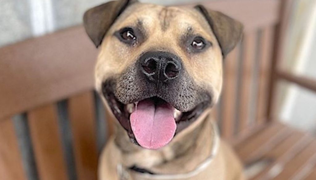 One last chance to save ‘Hooch’ from dying at NYC shelter