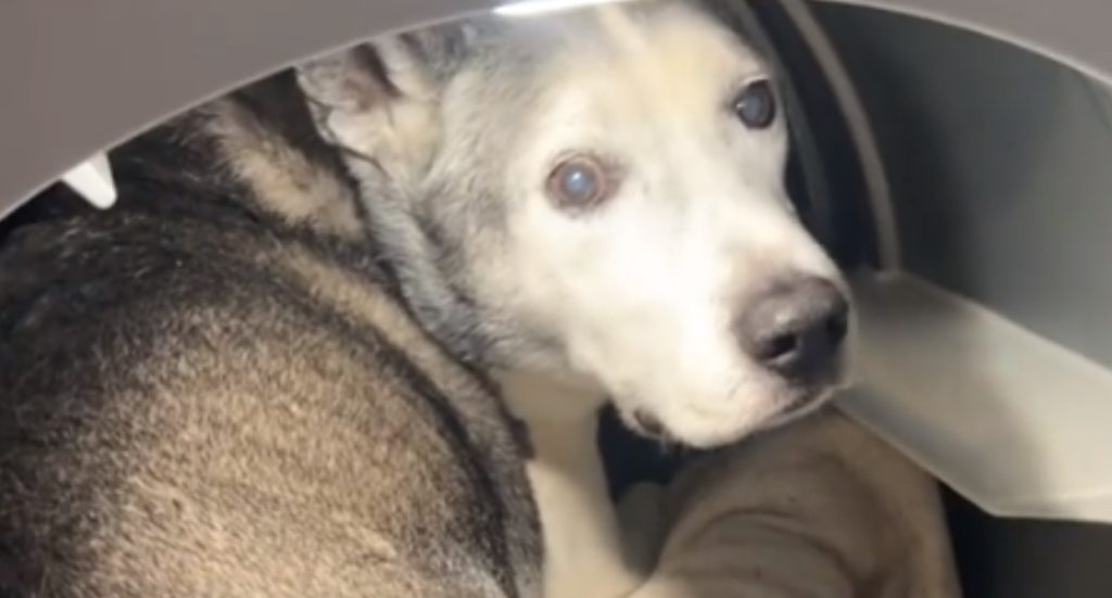 Senior pup climbed into dryer when his owner forgot to leave out his blanket