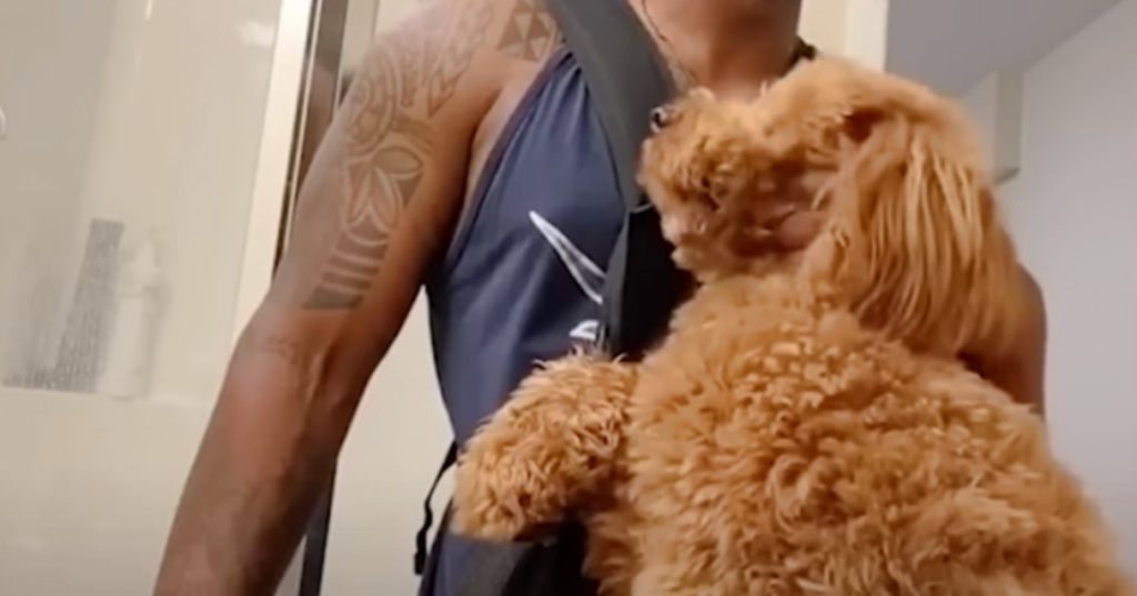 Guy On Doggy Roadtrip Finds Puppy In Desert That Wants To Join Them