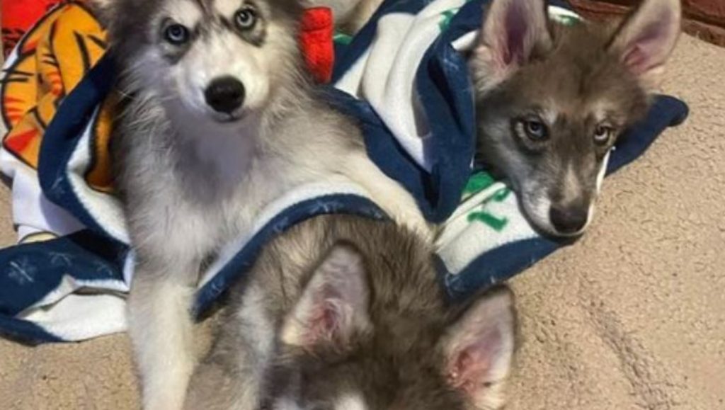 Fluffiest and cutest litter of puppies ready for adoption at Illinois rescue org