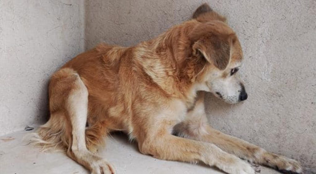 Overcrowded Florida shelter is no place for frightened retriever senior