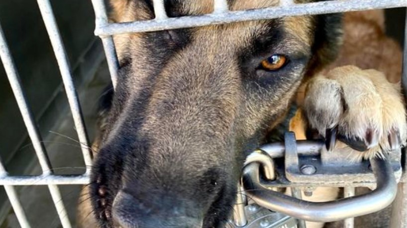 Beautiful one year old shepherd just wants to go home and leave the shelter