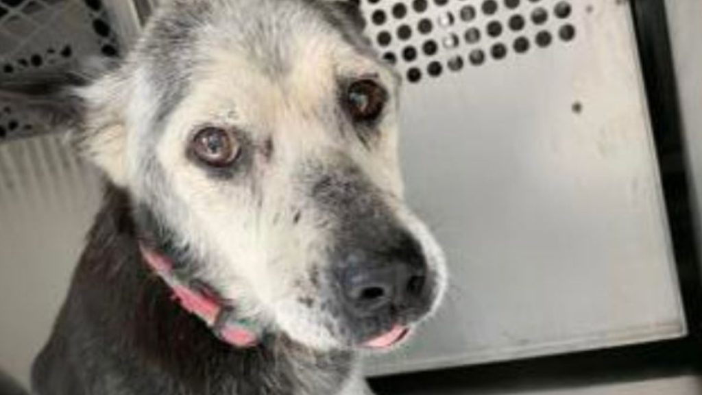 13-year-old Edgar needs a soft bed and some kind words before he’s put to sleep at Texas shelter