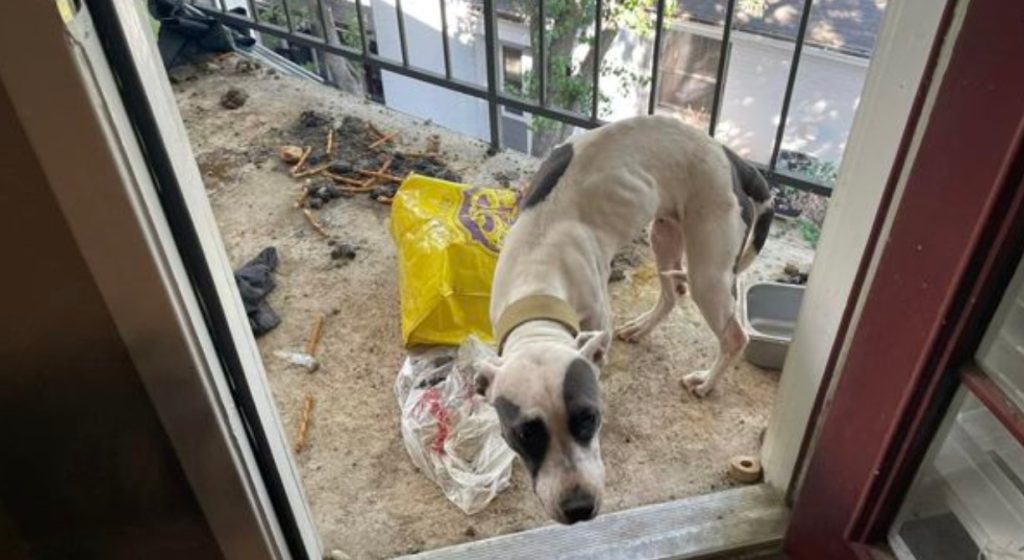 Emaciated Dog Left On Apartment Balcony For Three Weeks Without Food Rescued By Houston Officials