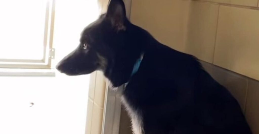 Beyond heartbreaking: Puppy just stares out his kennel shelter door waiting for his owner