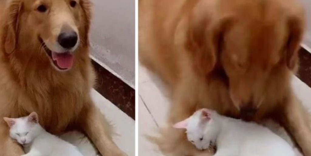 Adorably Protective Cat Refuses to Share Beloved Dog Friend