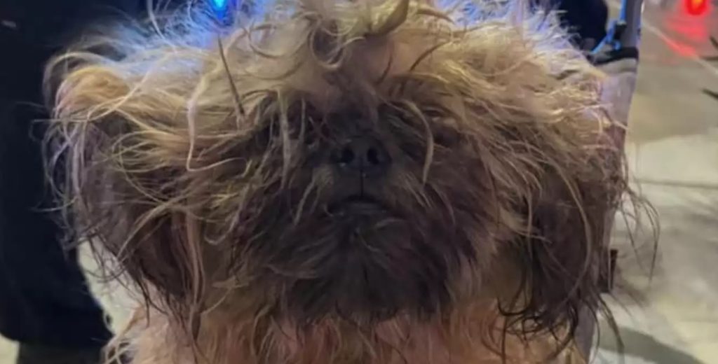 Tangled Mass Of Matted Fur Turns Out To Be Hiding The Most Adorable Face