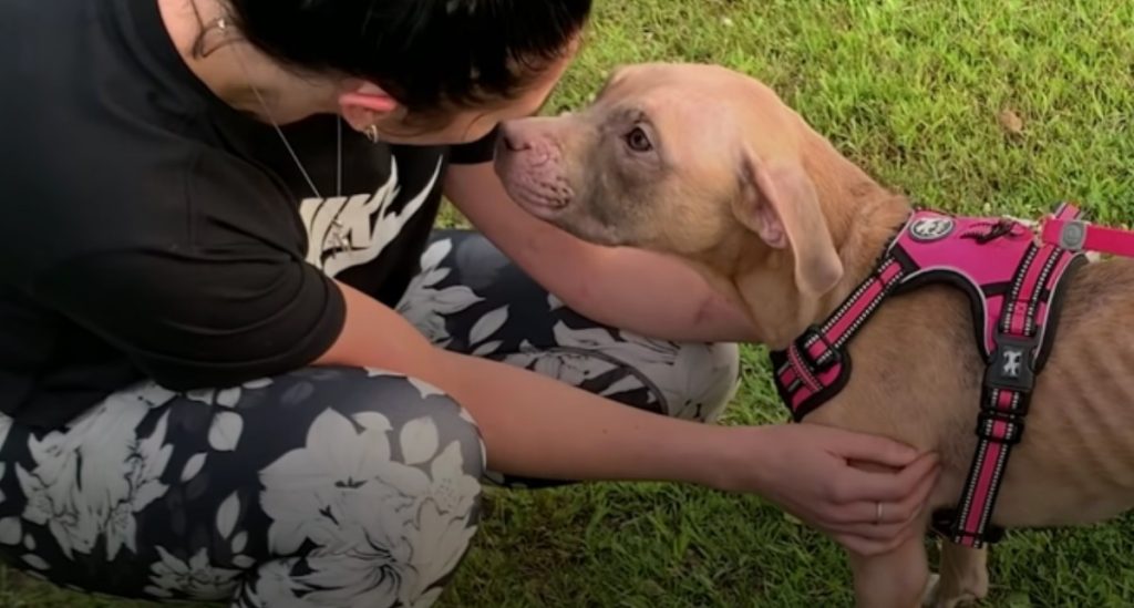 Puppy Tethered To Fence, Sniffs Rescuer And Aligns With Her Straight Away