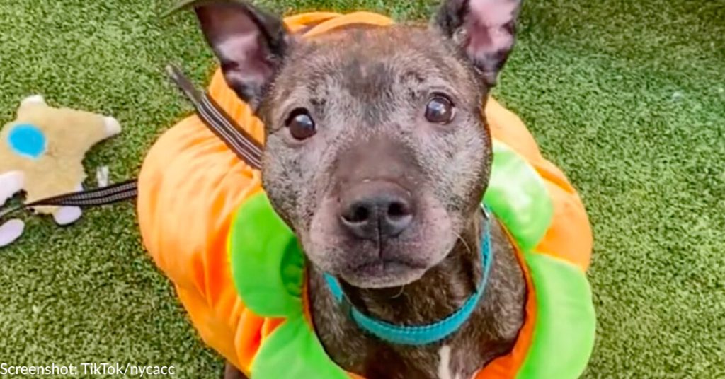 Senior Shelter “Pup-kin” Named Yorkshire Is All Dressed Up And Hoping For Best Treat – A Home