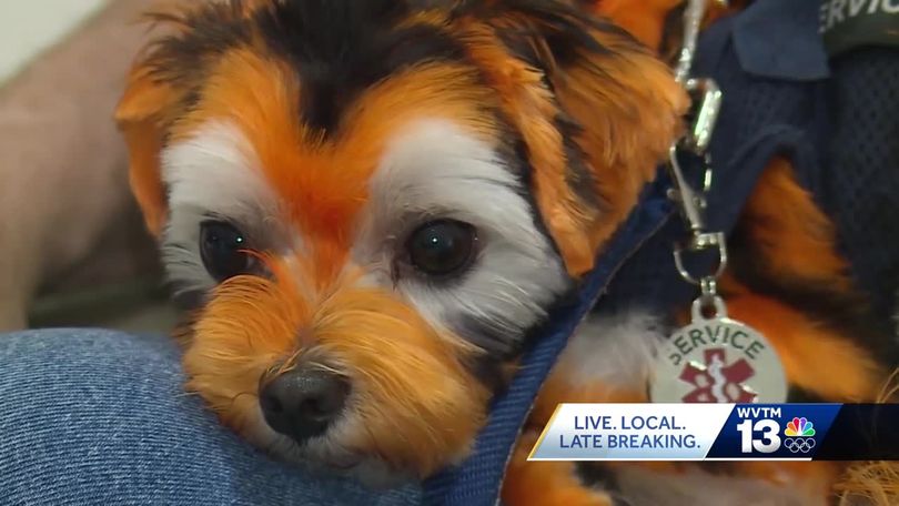 Auburn Community Rallies to Find Missing Mascot Jake the Tiger Dog