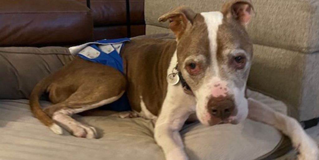 Foster Mom Shares Heartbreaking Goodbye With Beloved Senior Pit Bull, “I Loved Him From Day 1”