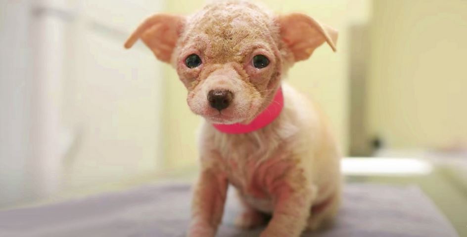 Poor Pup That Never Saw Sunlight Battles Frigid Night Amongst Trash Bins