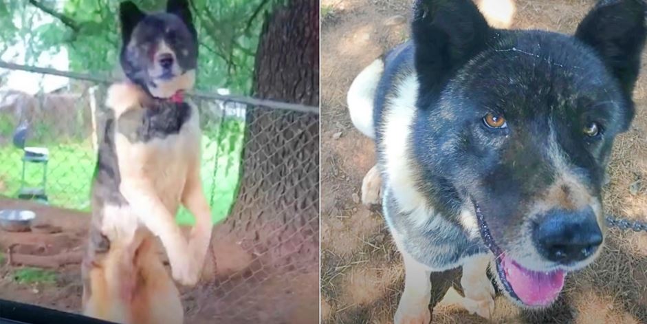 Girl Contemplates Stealing Dog Chained To Tree She Visits Every Day