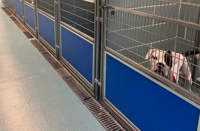 Elvis has not left the building: Only dog who didn’t find a home at adoption event