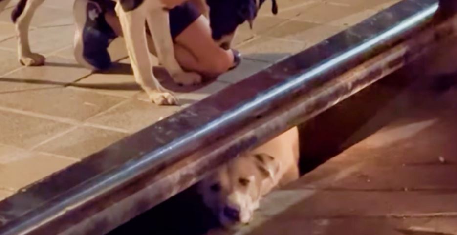 Folks Hear Stray Yelping By Sewer, Peer Down & His Buddy’s Trapped Below