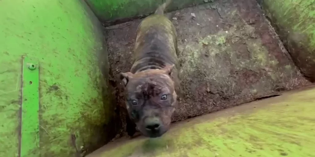 Rescuers Open Dumpster To Reveal The Sweetest Face Staring Back At Them