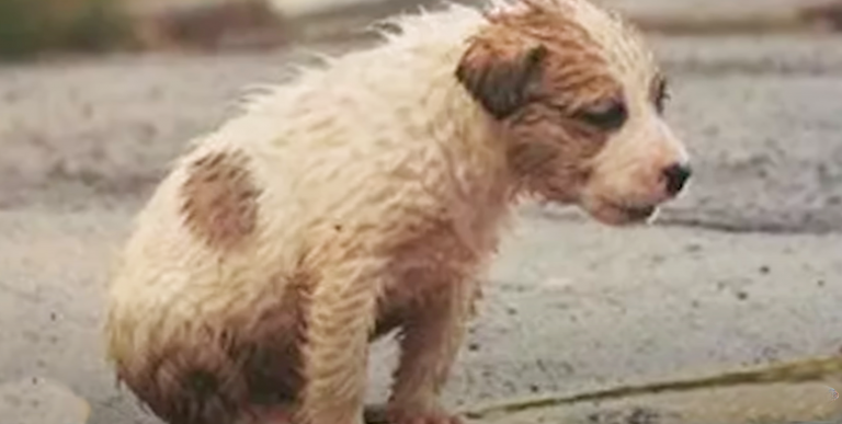 Boy Turned The Corner Where A Puppy Sat On Sidewalk Drenched From Rain
