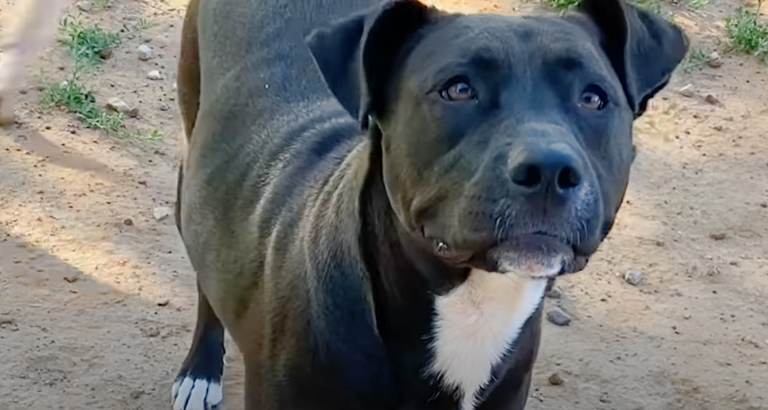 Guy With 13 Dogs Insists On Rescuing Another Pup That Spent Two Weeks In Lot