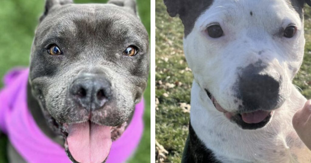 10 Senior Pit Bulls That Need A Home Now