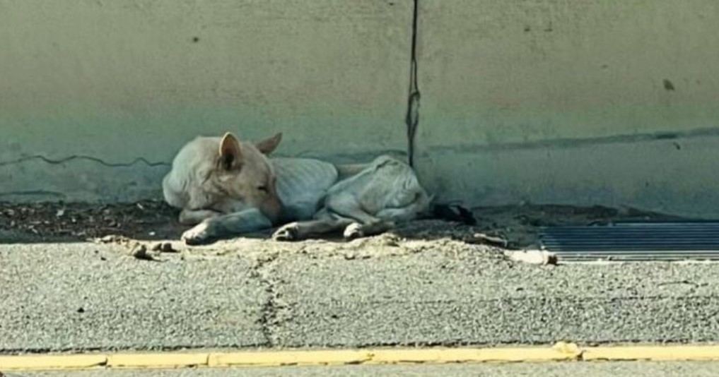 Dog spotted lying motionless along Ventura freeway median turns out to be alive