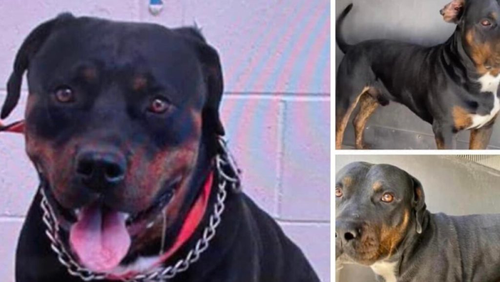 Young Rottie with ‘kind eyes’ needs help out of California shelter