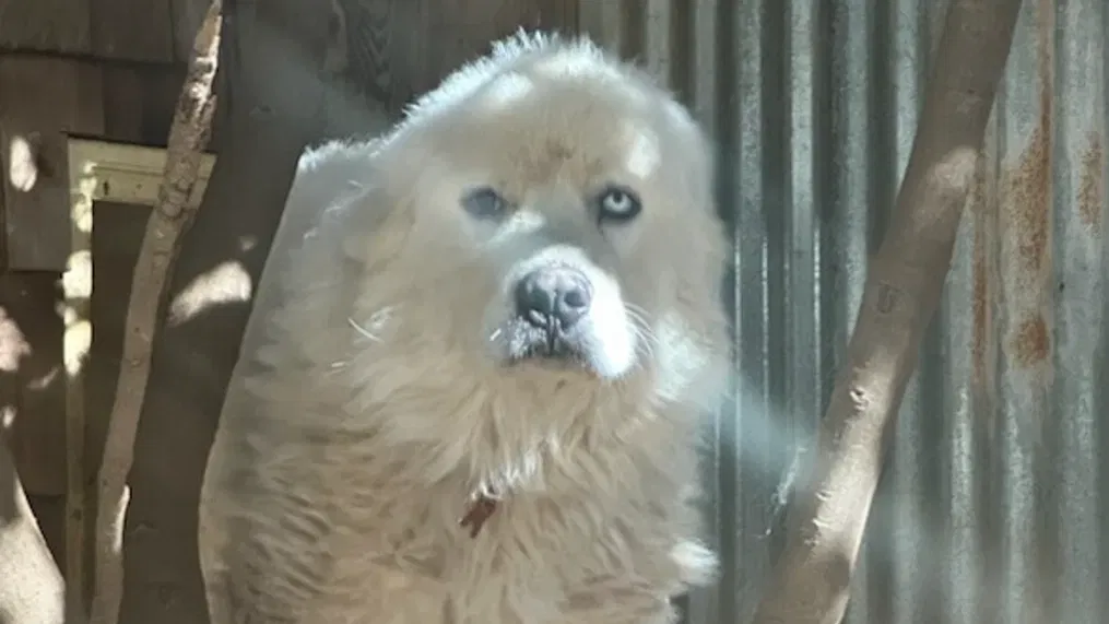 Heroic Great Pyrenees Casper Nominated for Farm Dog of the Year After Brave Coyote Encounter