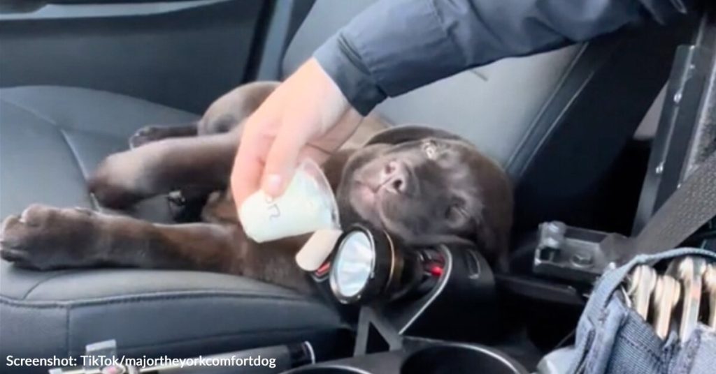 Maine Police Puppy Experiences Pup Cup Treat For First Time In Viral Video