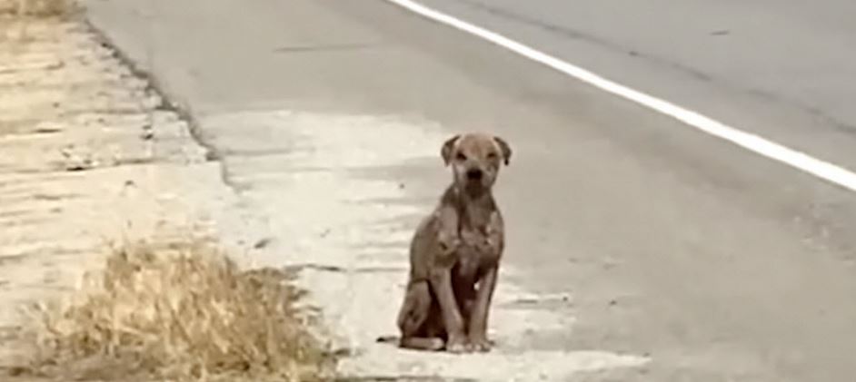 He Sat By The Road Missing His Once-Shiny Coat And ‘Needing Love’