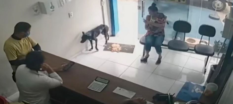 Stray Dog Wanders Into Vet Clinic Unassisted ‘Favoring’ His Front Paw