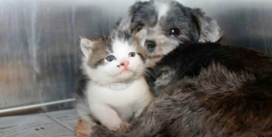 Stray Dog Climbs Down Ravine To Save ‘Crying’ Kitten That Needed A Mom