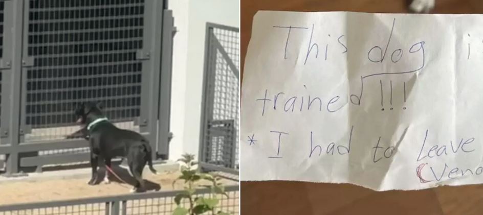 Owner Dumped His Dog Alone In The Park With A ‘Heartbreaking’ Note