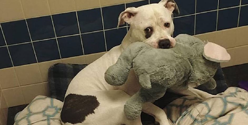 Petrified Pup Clutched Stuffed Elephant For Comfort While ‘Waiting’ To Be Euthanized
