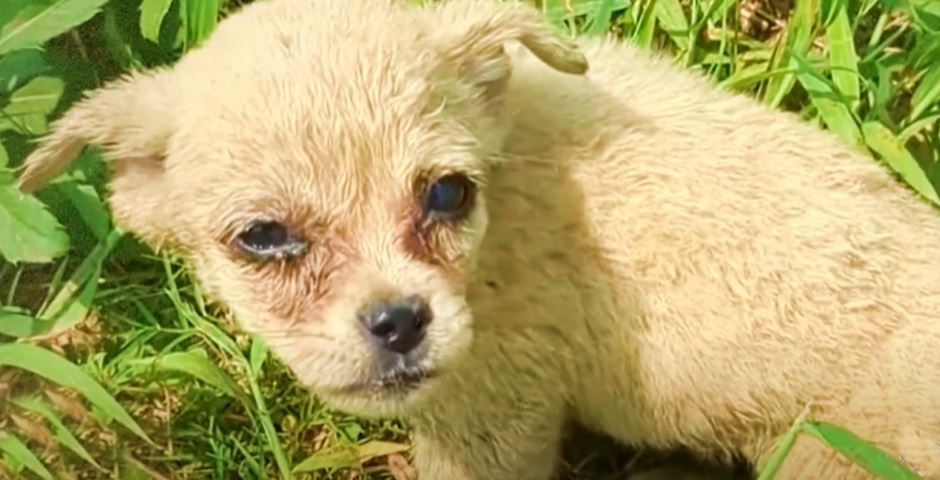 Man Ditched Puppy In Woods So He Couldn’t Be Rescued, Guy Wanders By