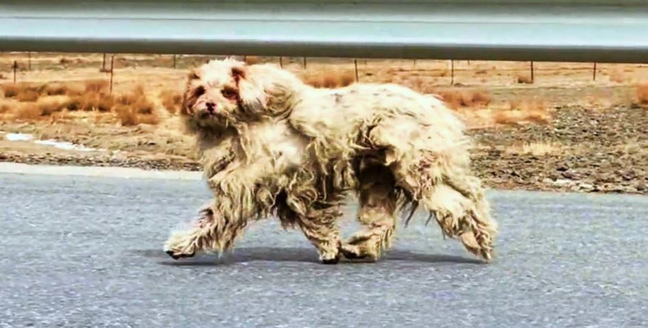 Woman Calls Over Stranded Disheveled Stray Hoping He’ll Come To Her