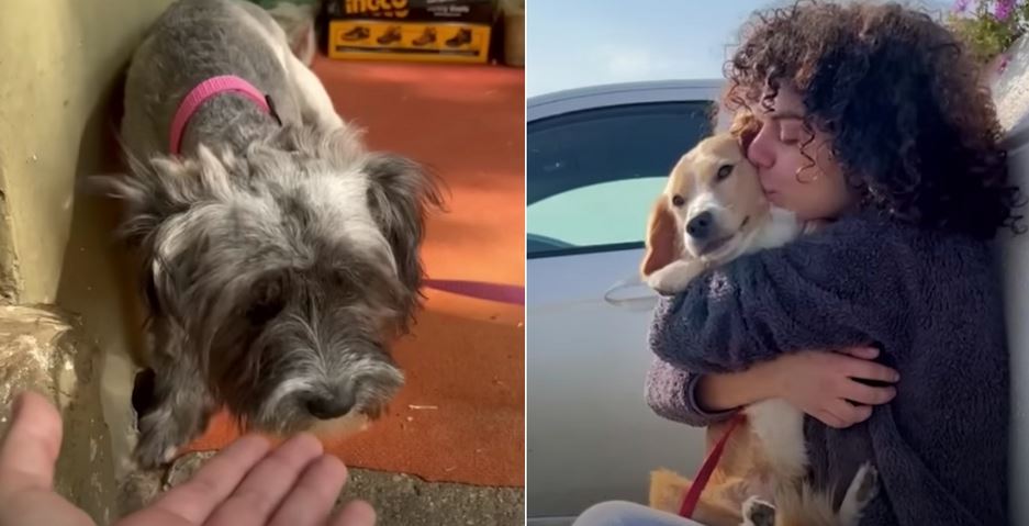 After Dog Is Left On Her Porch, Woman Vows To Save Every Stray She Meets