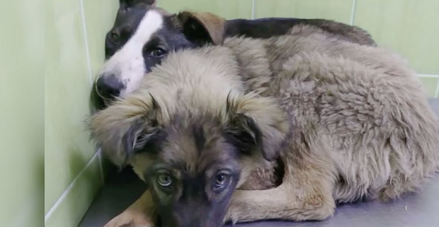 Puppies ‘Huddled’ Together With Shared Scars Of Trauma They Both Carried