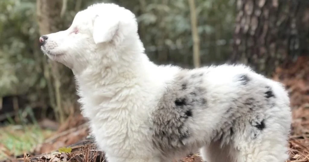 Owners Take Blind And Deaf Puppy To Vet To Be Put Down, But He Says No